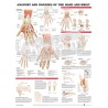 "Anatomy and Injuries of the Hand and Wrist" - Anatomical Chart
