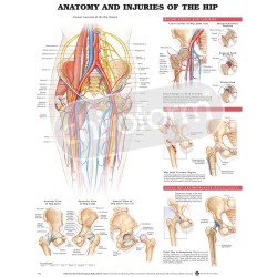 "Anatomy and Injuries of the Hip" - Anatomical Chart