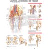 "Anatomy and Injuries of the Hip" - Anatomisk Plakat