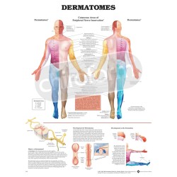 "Dermatomes" - Anatomisk Plakat