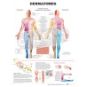 "Dermatomes" - Anatomical Chart