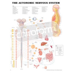 "The Autonomic Nervous System" - Anatomisk Plakat
