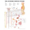 "The Autonomic Nervous System" - Anatomisk Plakat