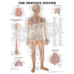"The Nervous System" - Anatomisk Plakat