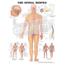 "The Spinal Nerves"- Anatomisk Plakat