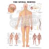 "The Spinal Nerves"- Anatomisk Plakat