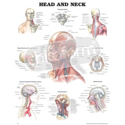 "Head and Neck" -...