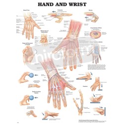 "Hand and Wrist" - Anatomisk Plakat