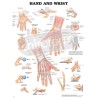 "Hand and Wrist" - Anatomisk Plakat