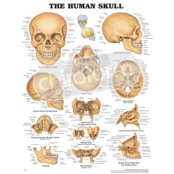 "The Human Skull" - Anatomical Chart