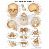 "The Human Skull" - Anatomisk Plakat