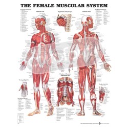 "The Female Muscular System" - Anatomisk Plakat