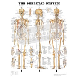 "The Skeletal System" -...