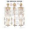 "The Skeletal System" - Anatomical Chart