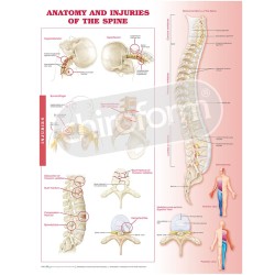 "Anatomy and Injuries of...