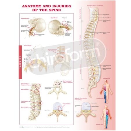 "Anatomy and Injuries of the Spine" - Anatomisk Plakat