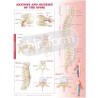 "Anatomy and Injuries of the Spine" - Anatomisk Plakat