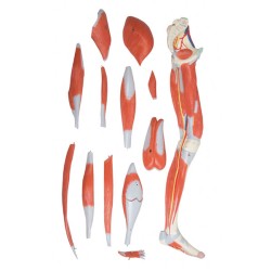 13-dels model af benet - muskler