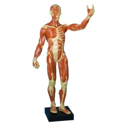 Muscular Figure, 1/3 Life Size
