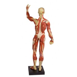 Muscular Figure, 1/3 Life Size