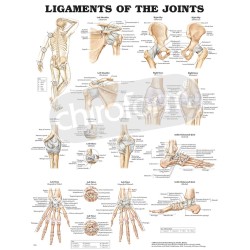 "Ligaments of the Joints" - Anatomisk Plakat