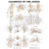 "Ligaments of the Joints" - Anatomisk Plakat