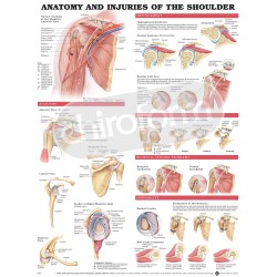 "Anatomy and Injuries of the Shoulder" - Anatomisk Plakat