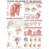 "Anatomy and Injuries of the Shoulder" - Anatomisk Plakat