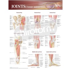 "Joint of the Lower Extremities" - Anatomisk Plakat