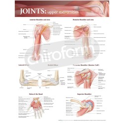"Joints: Upper Extremities" - Anatomisk Plakat