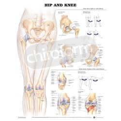 "Hip and Knee"