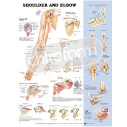 "Shoulder and Elbow" - Anatomisk Plakat
