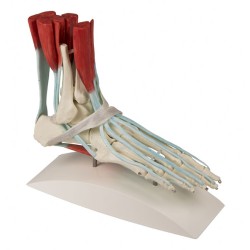 Foot model with ligaments