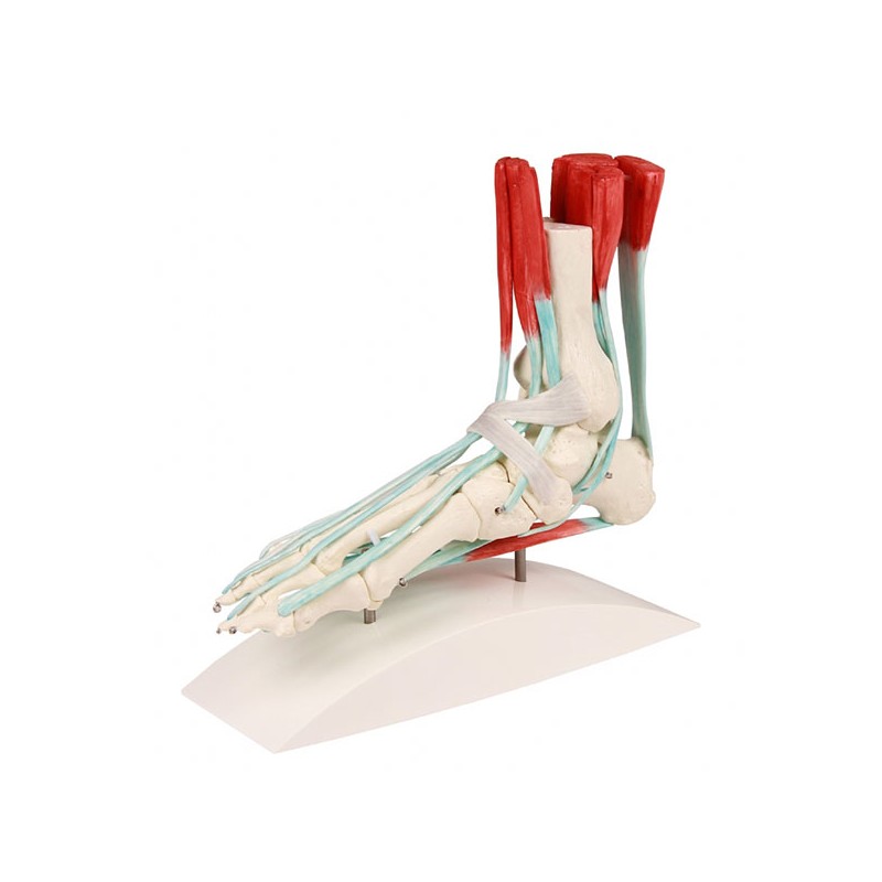 Foot model with ligaments
