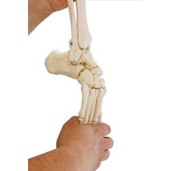 Flexible foot model with tibia and calf legs
