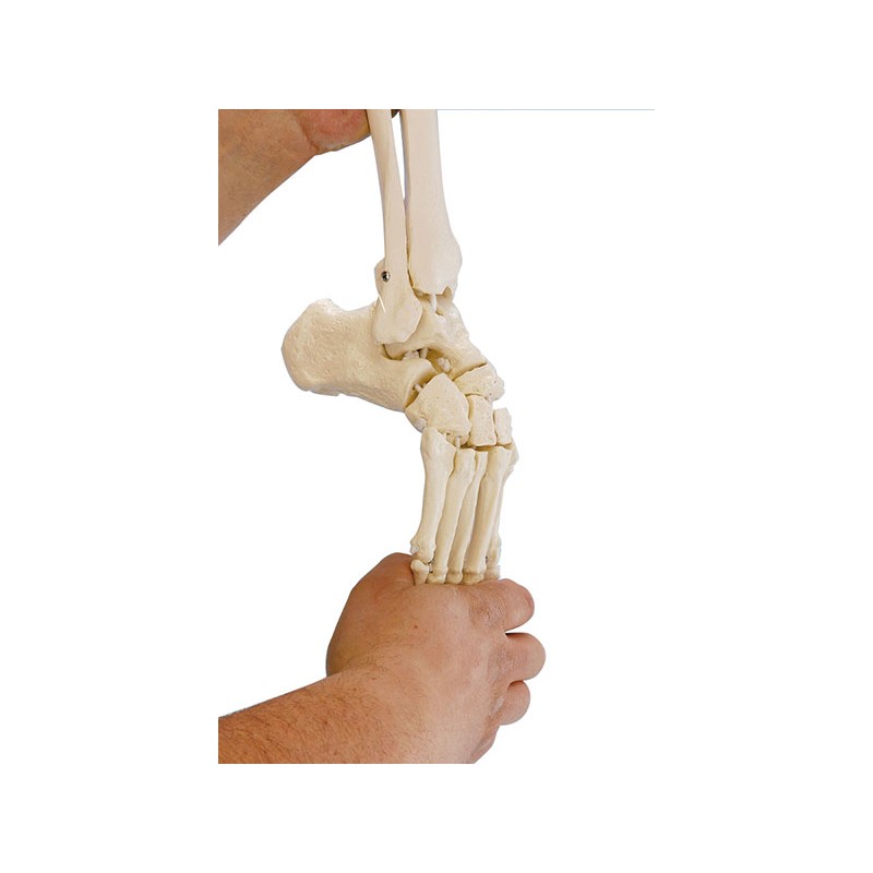 Flexible foot model with tibia and calf legs