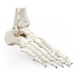 Fodmodel m. nummererede knogler, skinneben og lægben