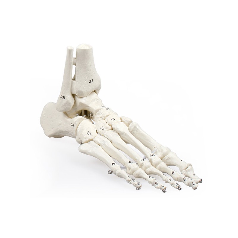 Foot model w. numbered bones, tibia and calf bones