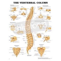 "The Vertebral Column" - Anatomical Chart