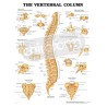 "The Vertebral Column" - Anatomical Chart