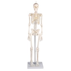 Skeleton Patrick - Mini
