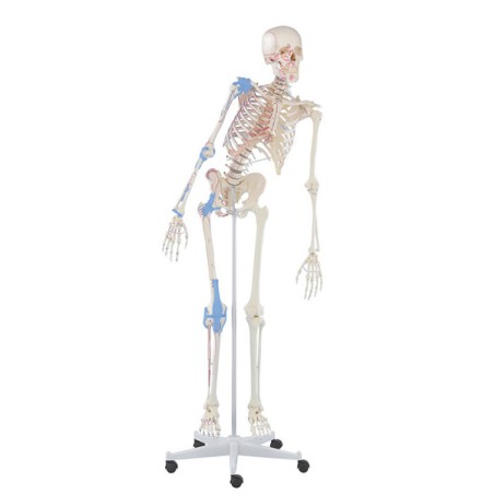 Skeleton Max