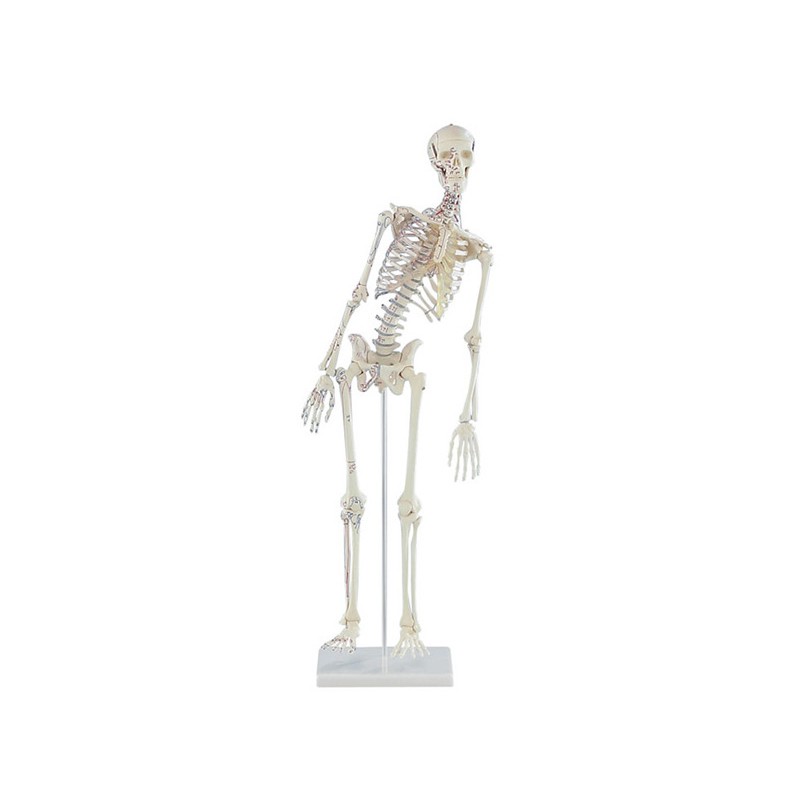 Skelet Fred - mini