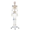 Skeleton Otto w. ligaments