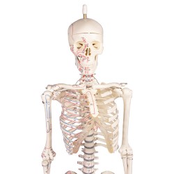 Skeleton Fred - Mini
