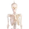 Skelet Fred - mini