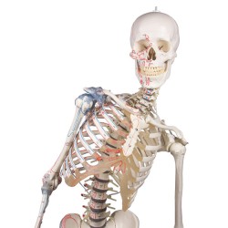 Skelet Max