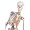 Skeleton Max