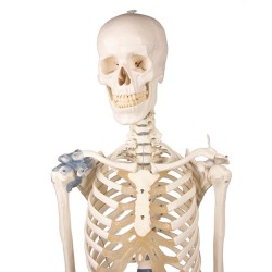 Skelet Otto m. ligamenter