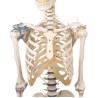 Skeleton Otto w. ligaments